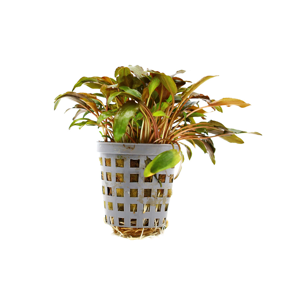 Cryptocoryne Mi Oya Koszyk Roślina Akwariowa do Akwarium Słodkowodnego